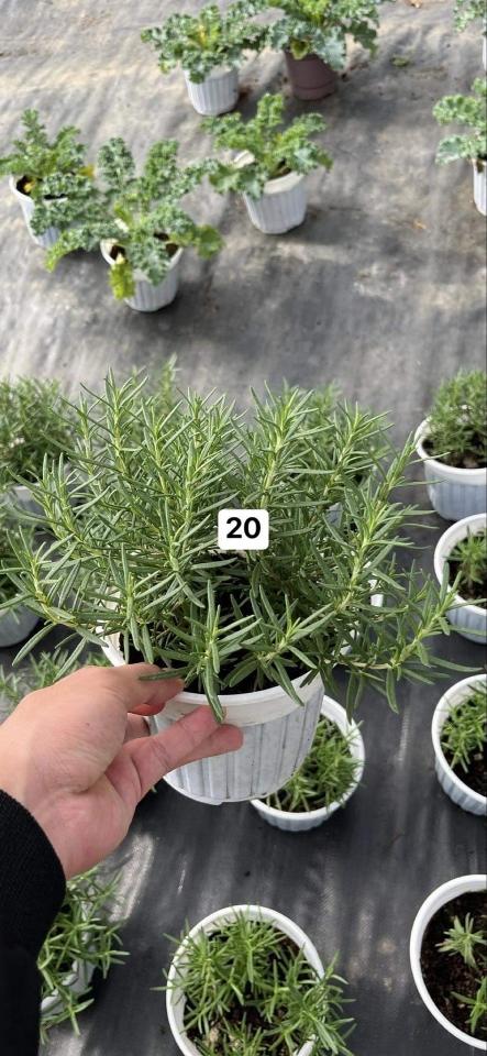 Hương Thảo-duoc-ban-tai-Asaly Garden