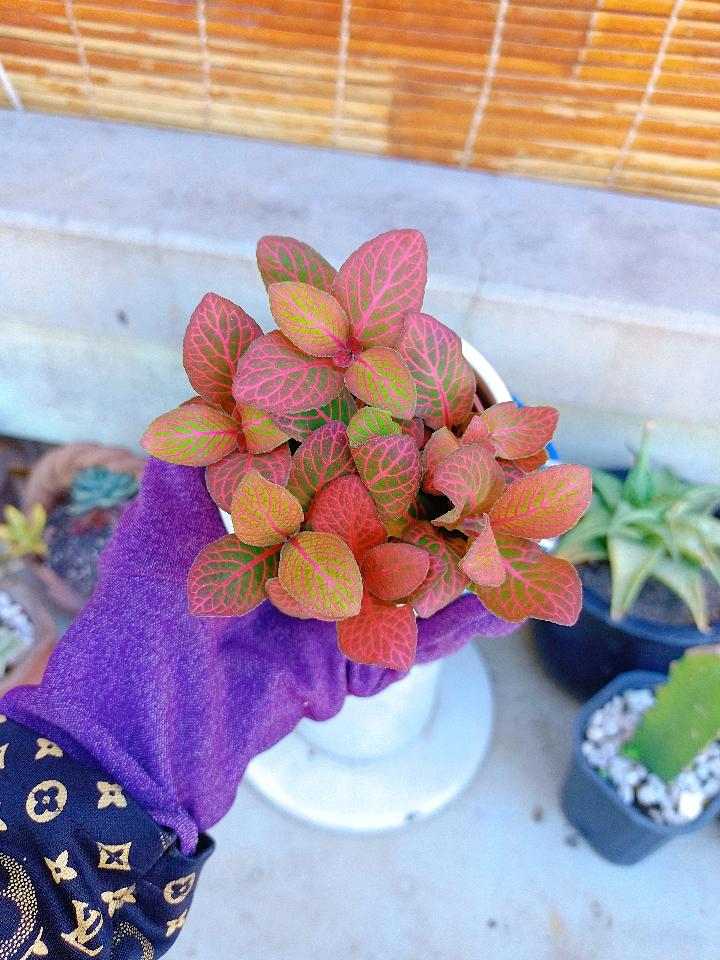 Cẩm Nhung-duoc-ban-tai-Asaly Garden