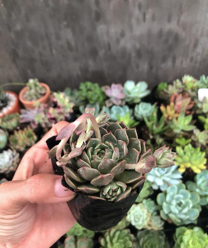 Sen Bầu -duoc-ban-tai-Asaly Garden