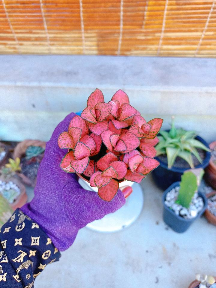 Cẩm Nhung-duoc-ban-tai-Asaly Garden
