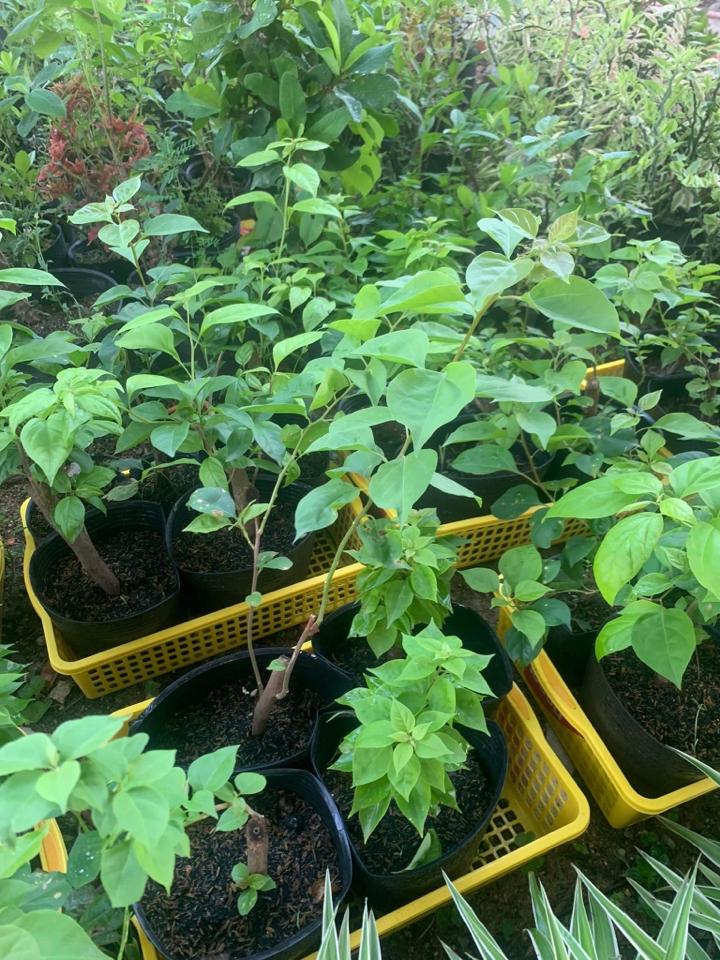 Giấy Bầu -duoc-ban-tai-Asaly Garden