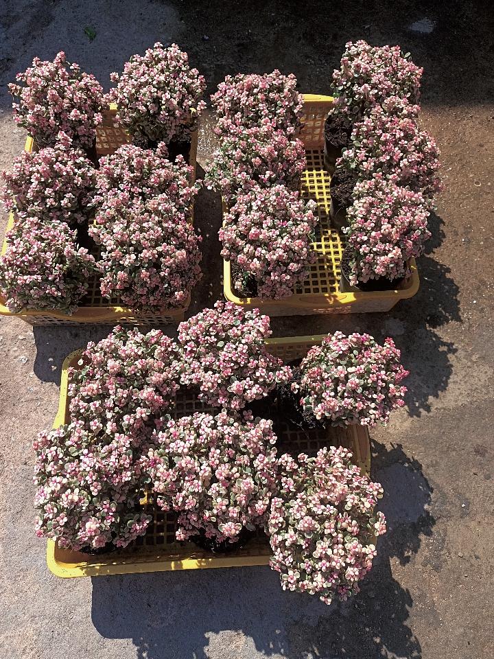 Đô La Hồng-duoc-ban-tai-Asaly Garden