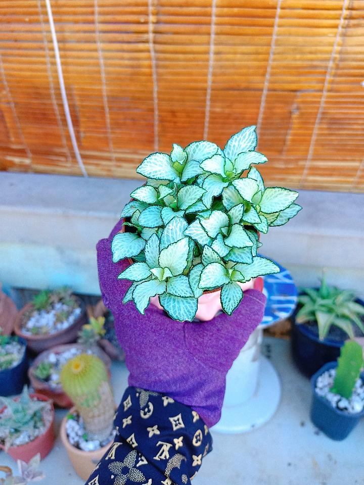 Cẩm Nhung-duoc-ban-tai-Asaly Garden