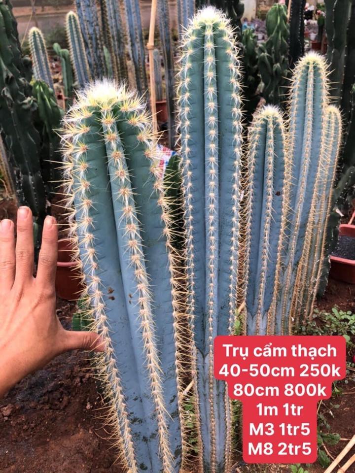 Sen Bầu -duoc-ban-tai-Asaly Garden