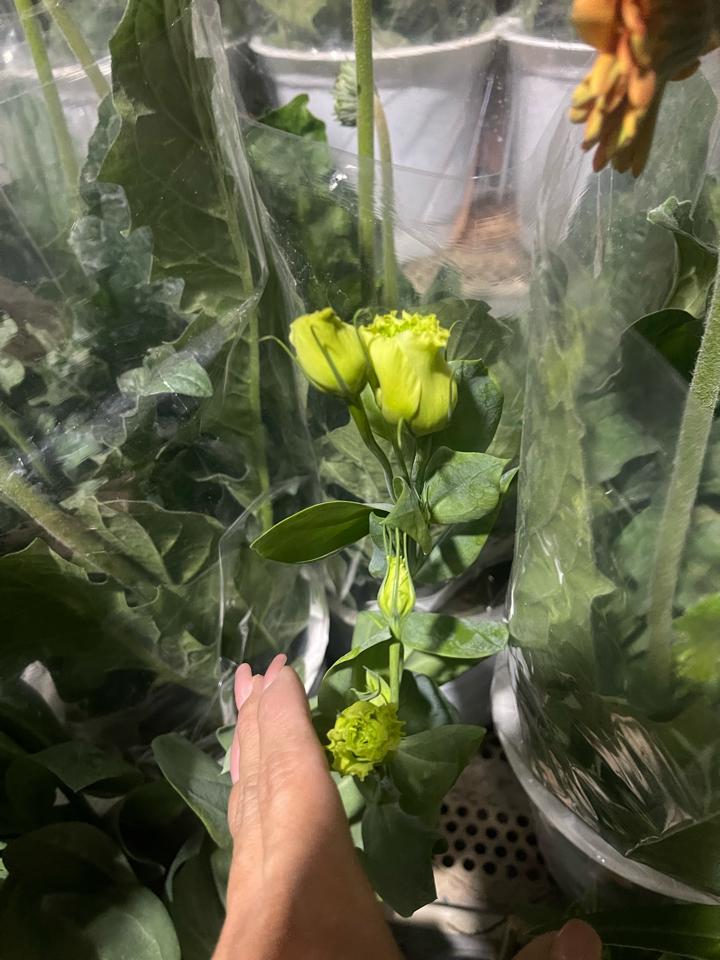 Cát tường-duoc-ban-tai-Asaly Garden