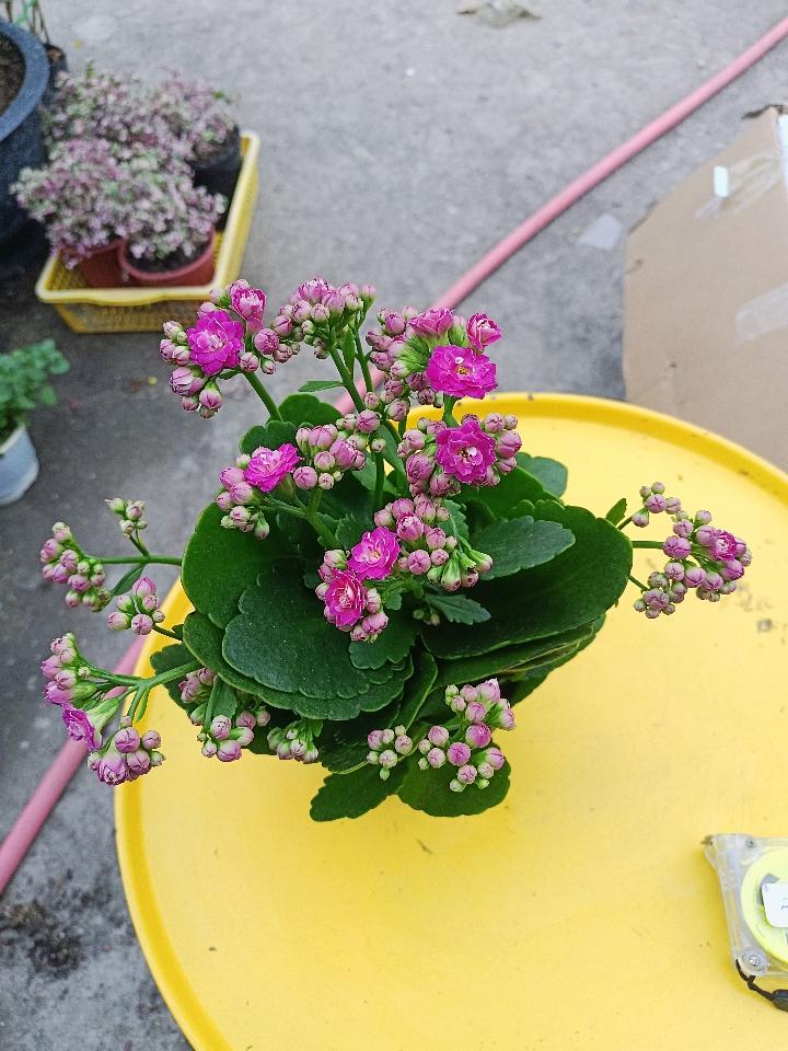 Sống Đời Đẹp-duoc-ban-tai-Asaly Garden