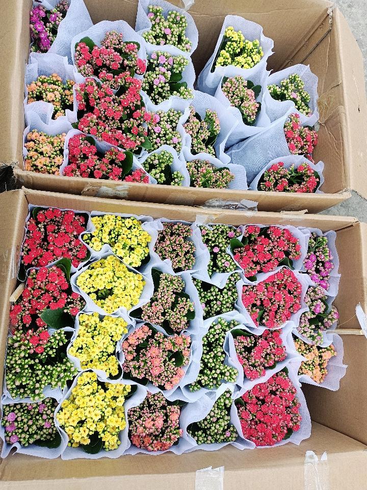 Sống Đời Đẹp-duoc-ban-tai-Asaly Garden