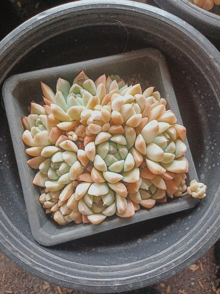 Sen Đá Mix-duoc-ban-tai-Asaly Garden