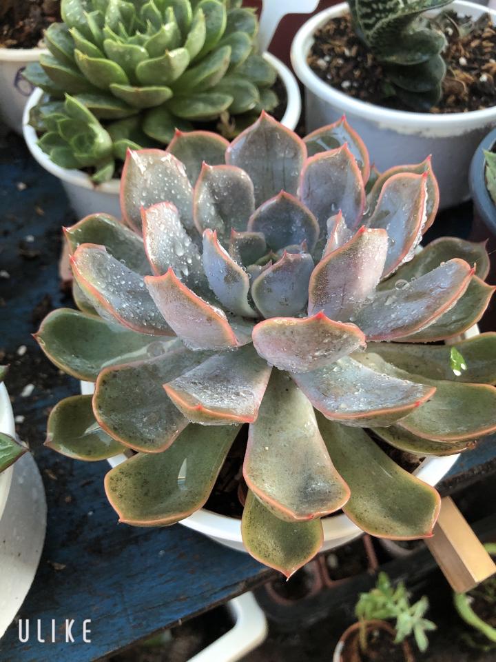 Sen Bầu -duoc-ban-tai-Asaly Garden