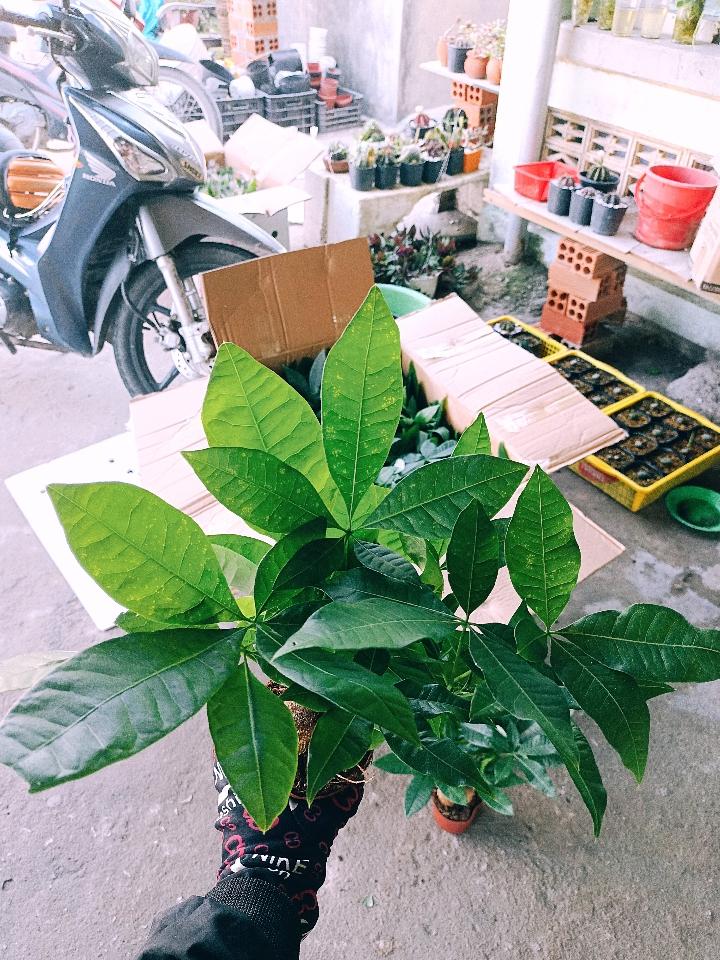 Kim Ngân 3 thân -duoc-ban-tai-Asaly Garden