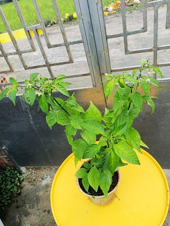 Ớt-duoc-ban-tai-Asaly Garden