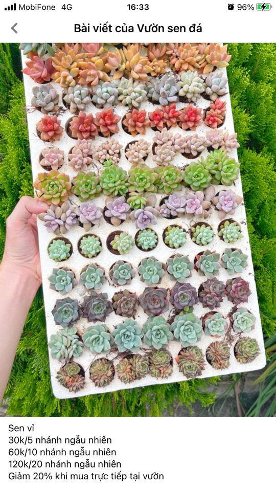 Sen Vỉ-duoc-ban-tai-Asaly Garden