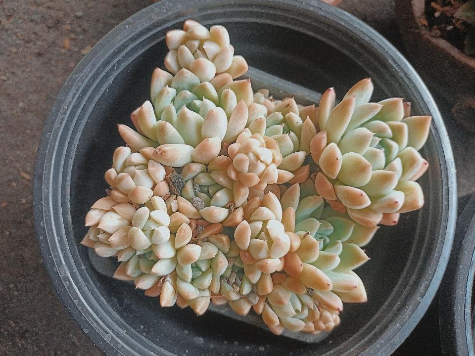 Sen Đá Mix-duoc-ban-tai-Asaly Garden