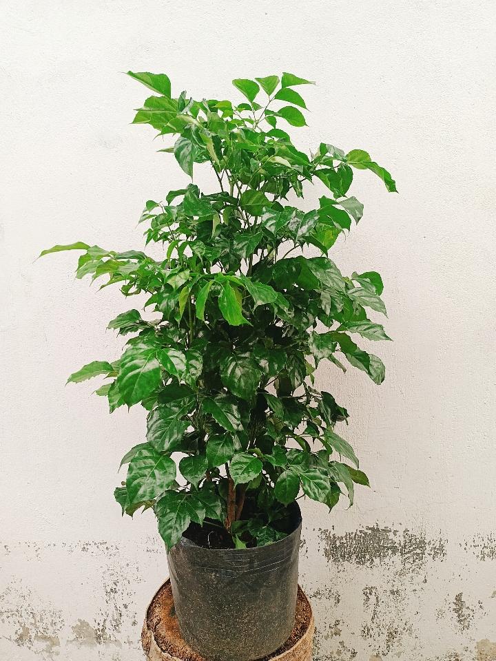 Cây Hạnh phúc-duoc-ban-tai-Asaly Garden