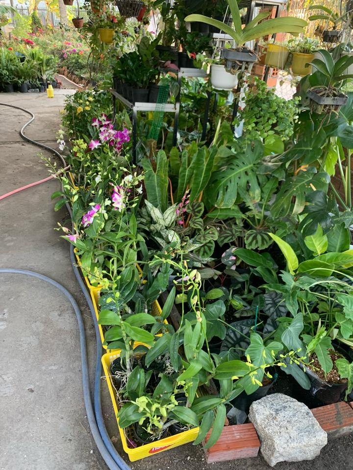  Lan Denro Chậu Nhựa -duoc-ban-tai-Asaly Garden