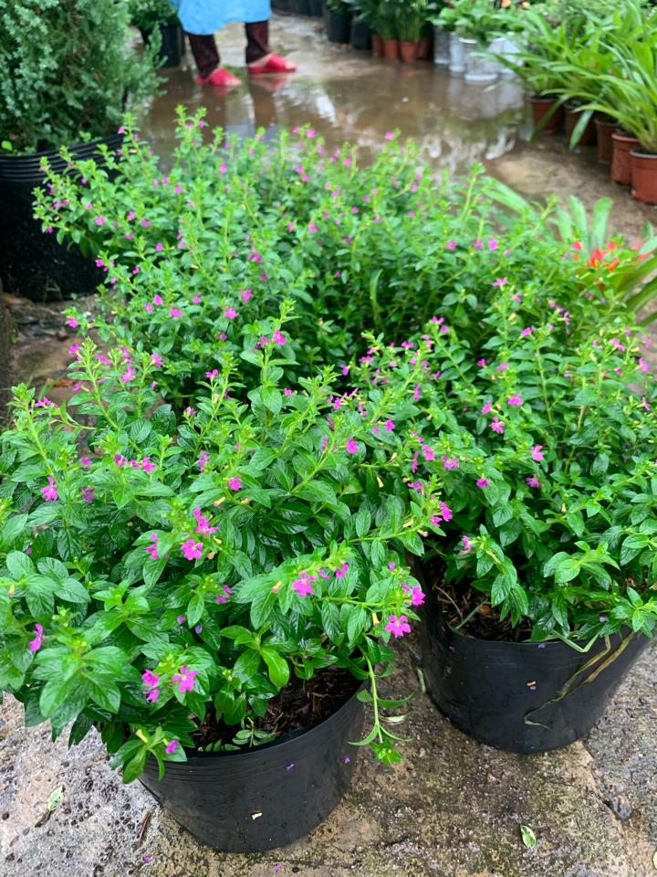 Cẩm Tú Mai-duoc-ban-tai-Asaly Garden