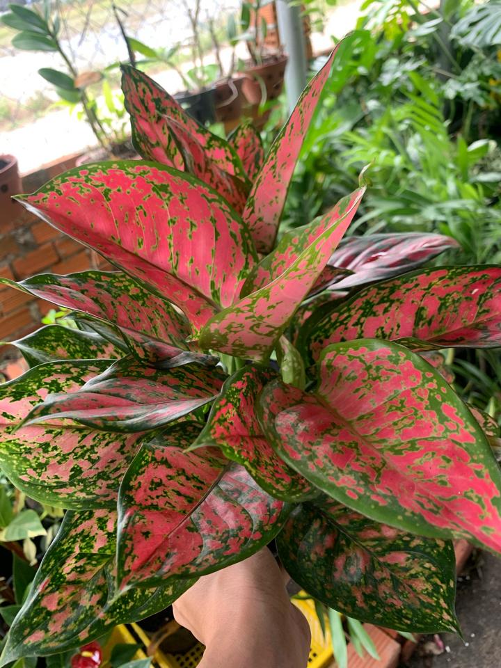 Vạn Lộc -duoc-ban-tai-Asaly Garden