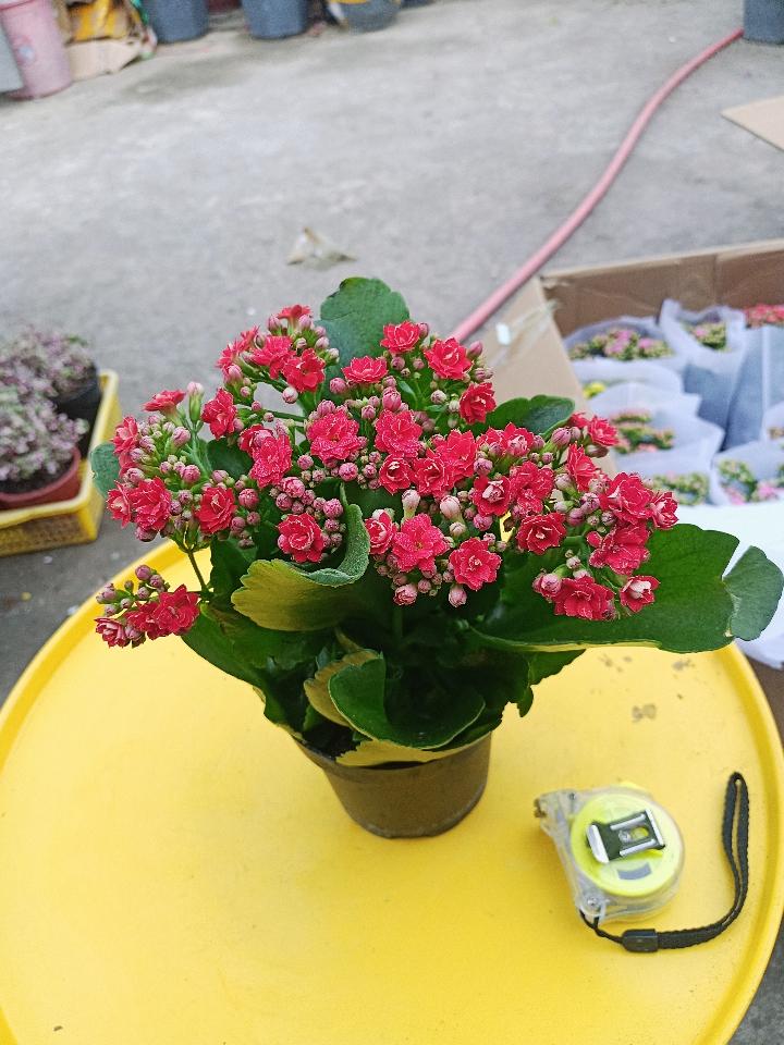 Sống Đời Đẹp-duoc-ban-tai-Asaly Garden