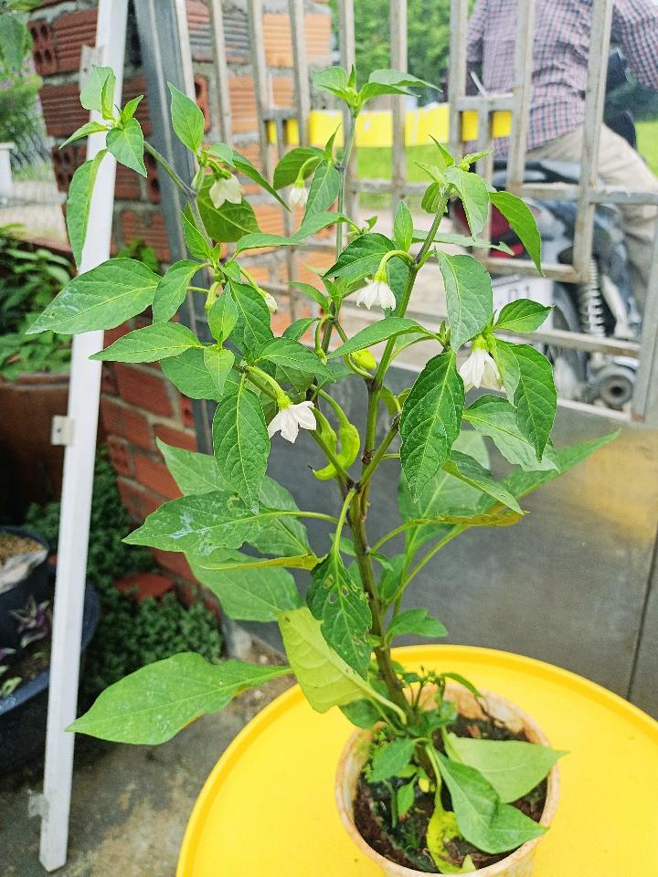 Ớt-duoc-ban-tai-Asaly Garden