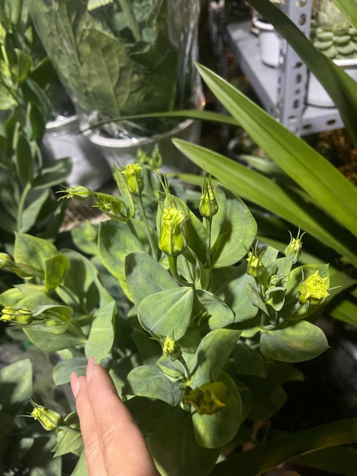 Cát tường-duoc-ban-tai-Asaly Garden