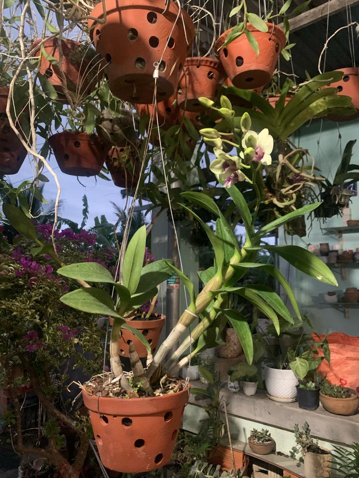  Lan Denro Chậu-duoc-ban-tai-Asaly Garden