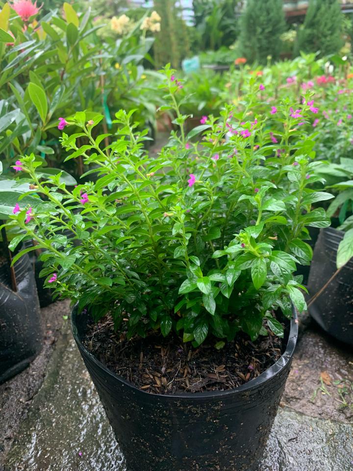 Cẩm Tú Mai-duoc-ban-tai-Asaly Garden