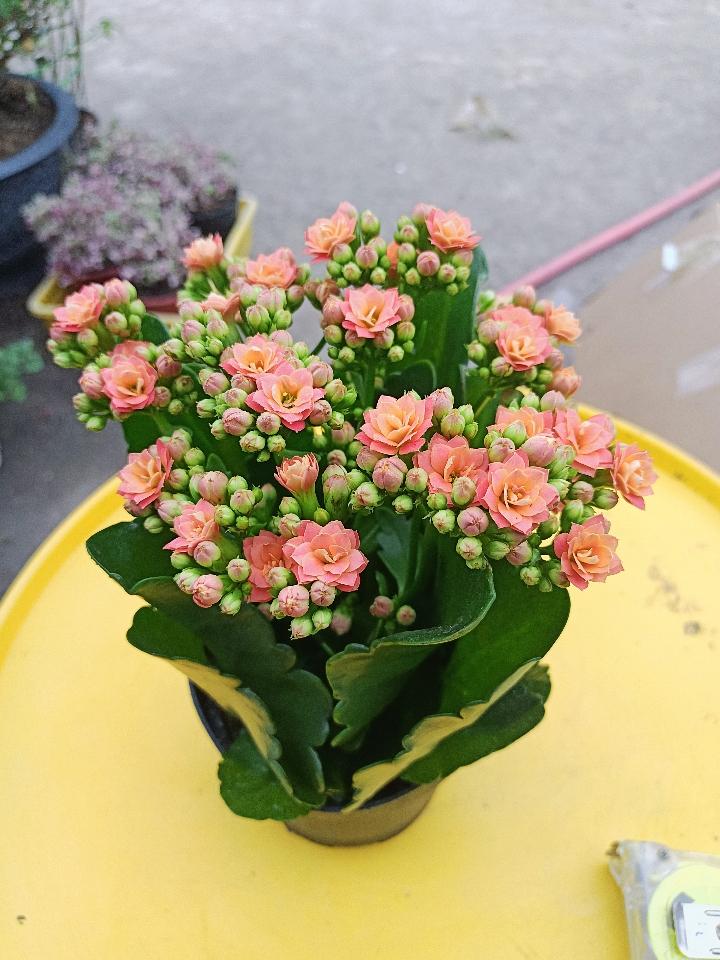 Sống Đời Đẹp-duoc-ban-tai-Asaly Garden