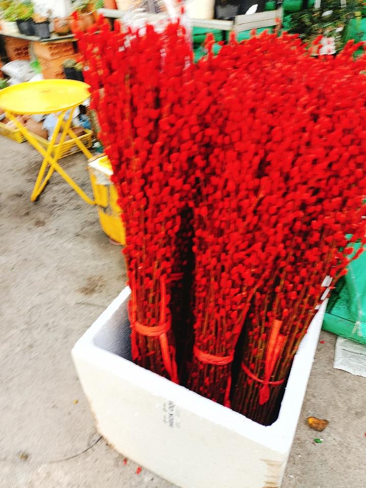 Nụ Tầm Xuân 1,2m-duoc-ban-tai-Asaly Garden