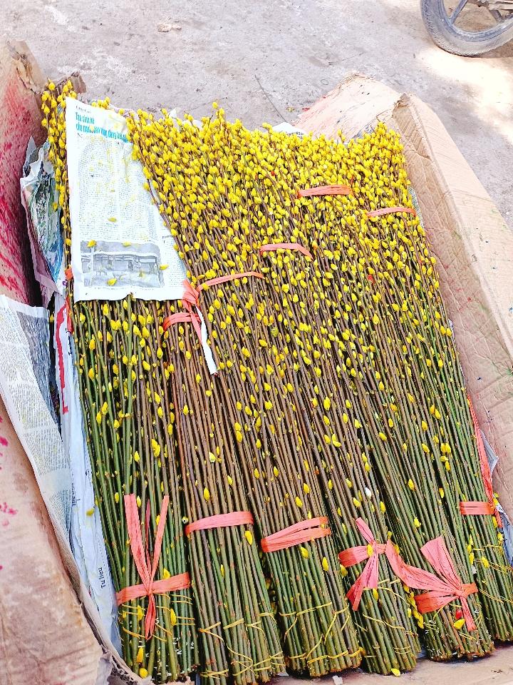 Nụ Tầm Xuân 1.0-duoc-ban-tai-Asaly Garden