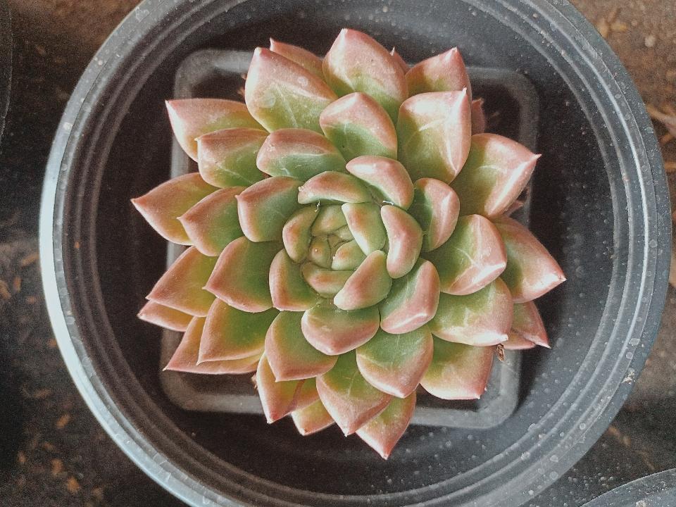 Sen Đá Mix-duoc-ban-tai-Asaly Garden