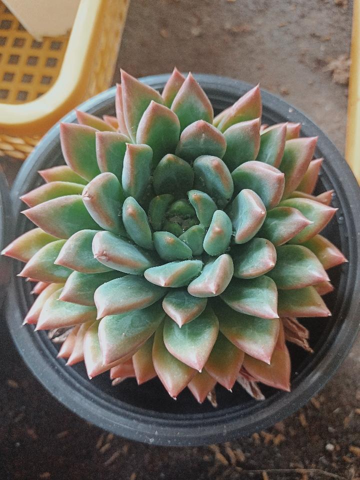 Sen Đá Mix-duoc-ban-tai-Asaly Garden