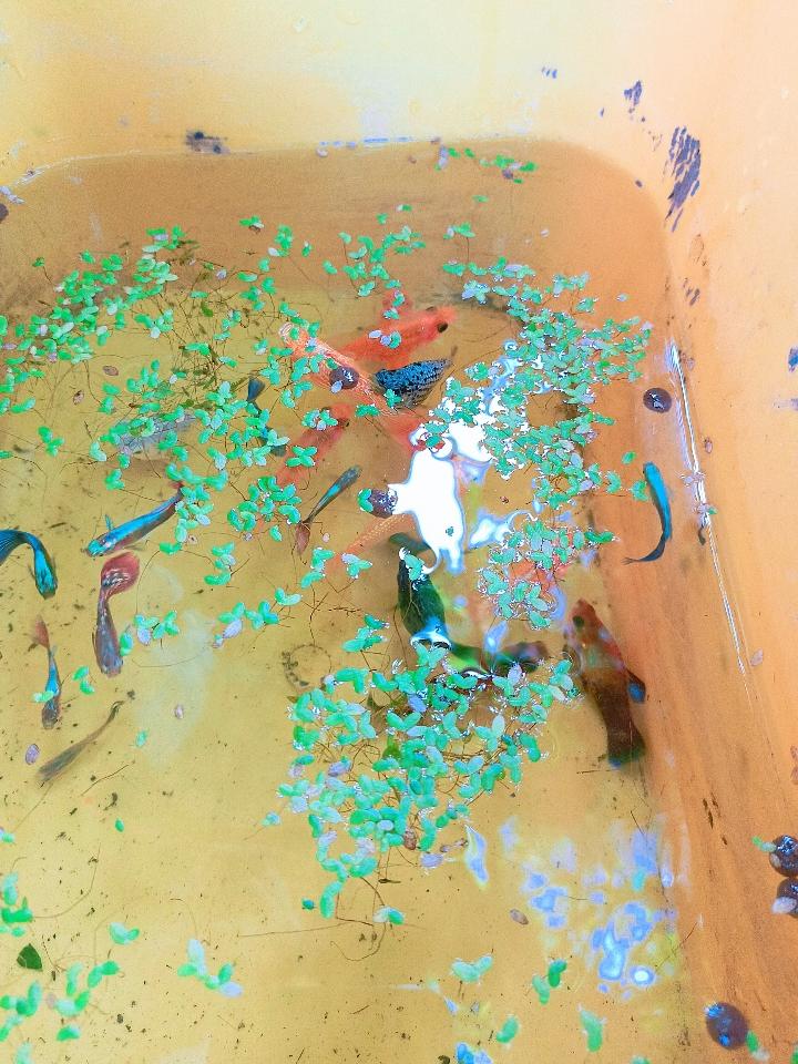 Cá Cảnh-duoc-ban-tai-Asaly Garden