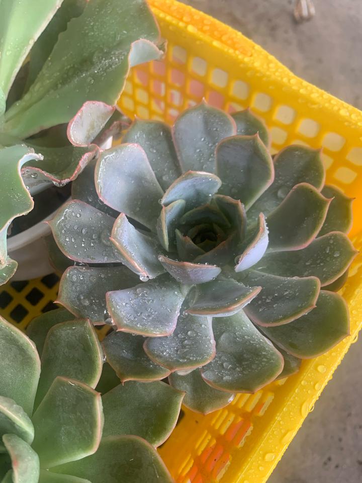 Sen Bầu -duoc-ban-tai-Asaly Garden