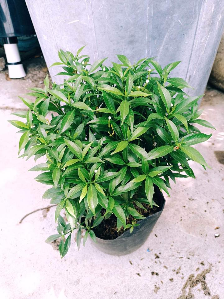 Mai Vạn Phúc -duoc-ban-tai-Asaly Garden