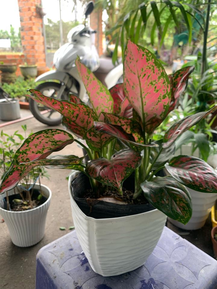 Vạn Lộc -duoc-ban-tai-Asaly Garden