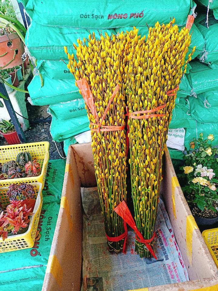 Nụ Tầm Xuân 1,2m-duoc-ban-tai-Asaly Garden