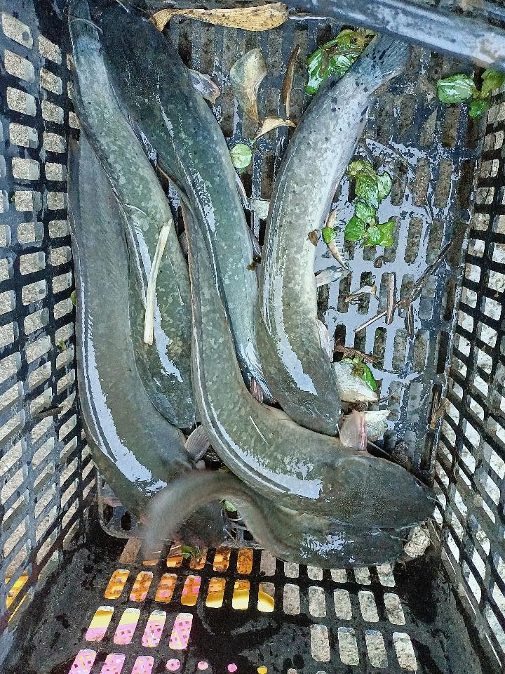 Cá Trê Thương Phẩm-duoc-ban-tai-Asaly Garden