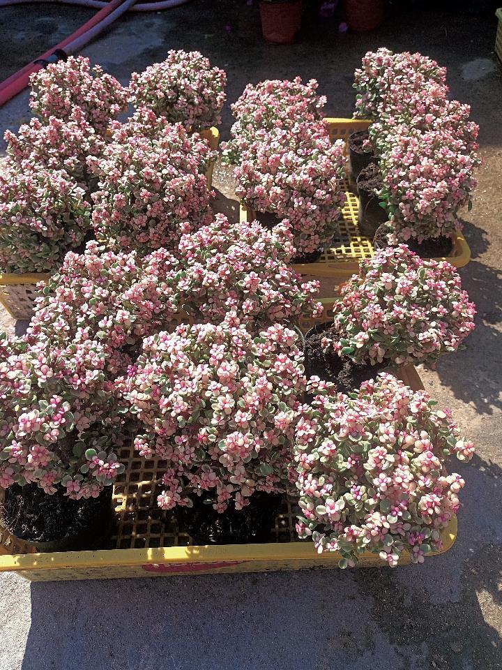 Đô La Hồng-duoc-ban-tai-Asaly Garden