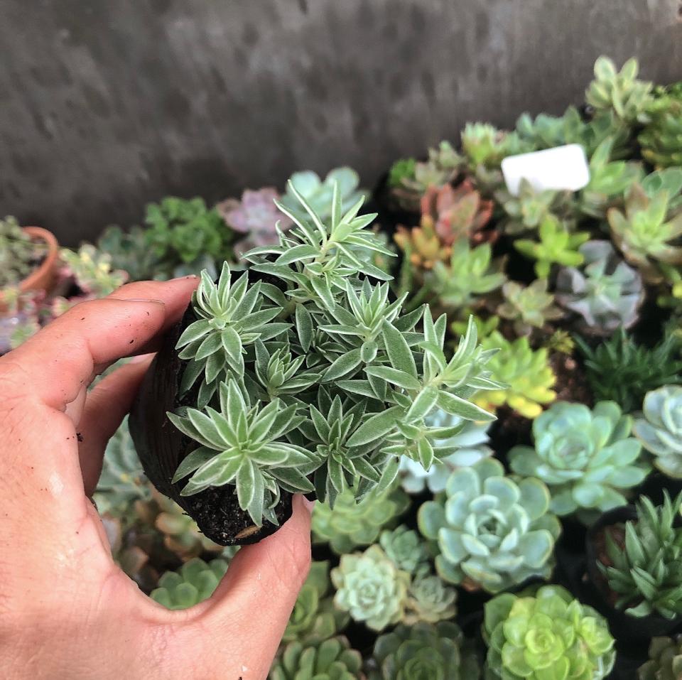 Sen Bầu -duoc-ban-tai-Asaly Garden