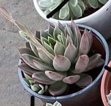 Sen Trung-duoc-ban-tai-Asaly Garden