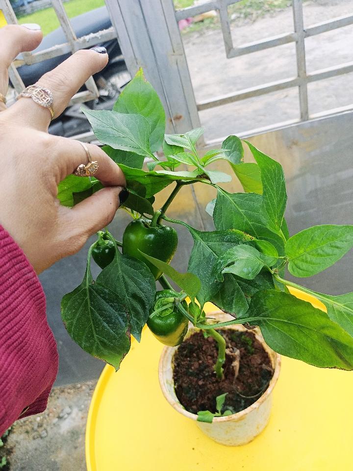 Ớt-duoc-ban-tai-Asaly Garden