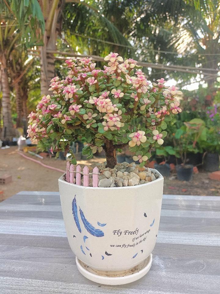 Đô La Hồng-duoc-ban-tai-Asaly Garden