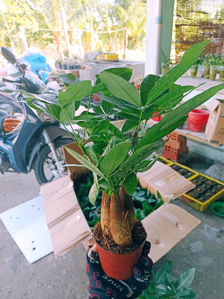 Kim Ngân 3 thân -duoc-ban-tai-Asaly Garden