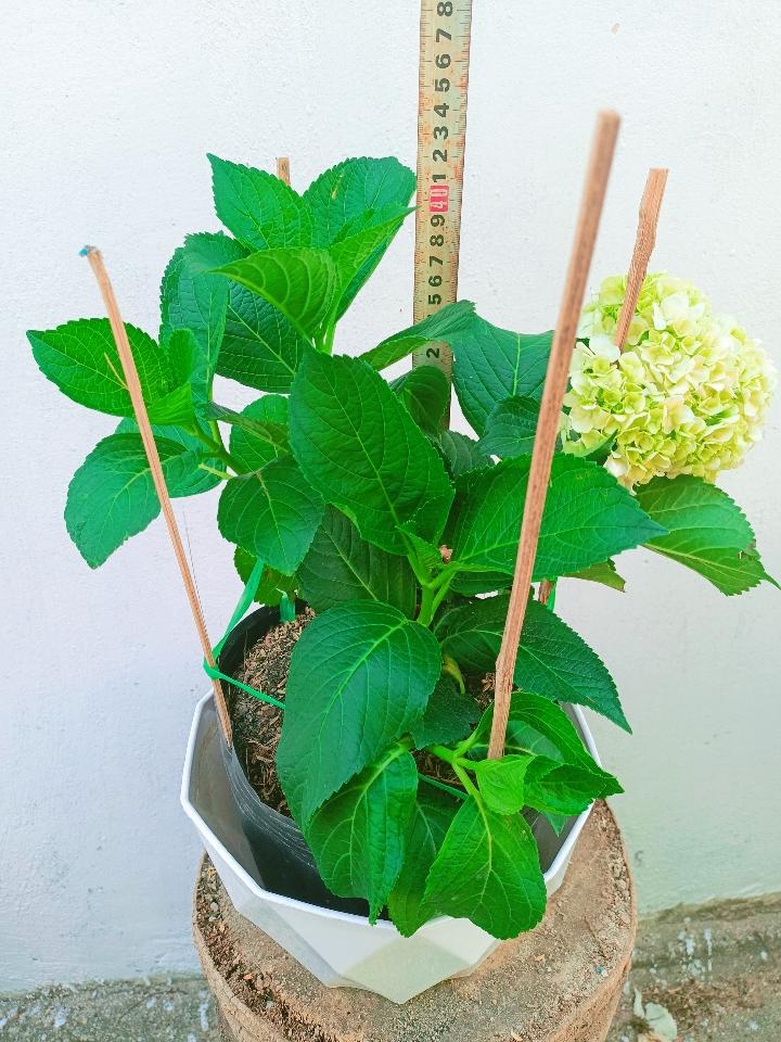 Cẩm Tú Cầu -duoc-ban-tai-Asaly Garden