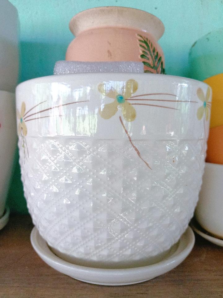 Chậu Dĩa 3-duoc-ban-tai-Asaly Garden