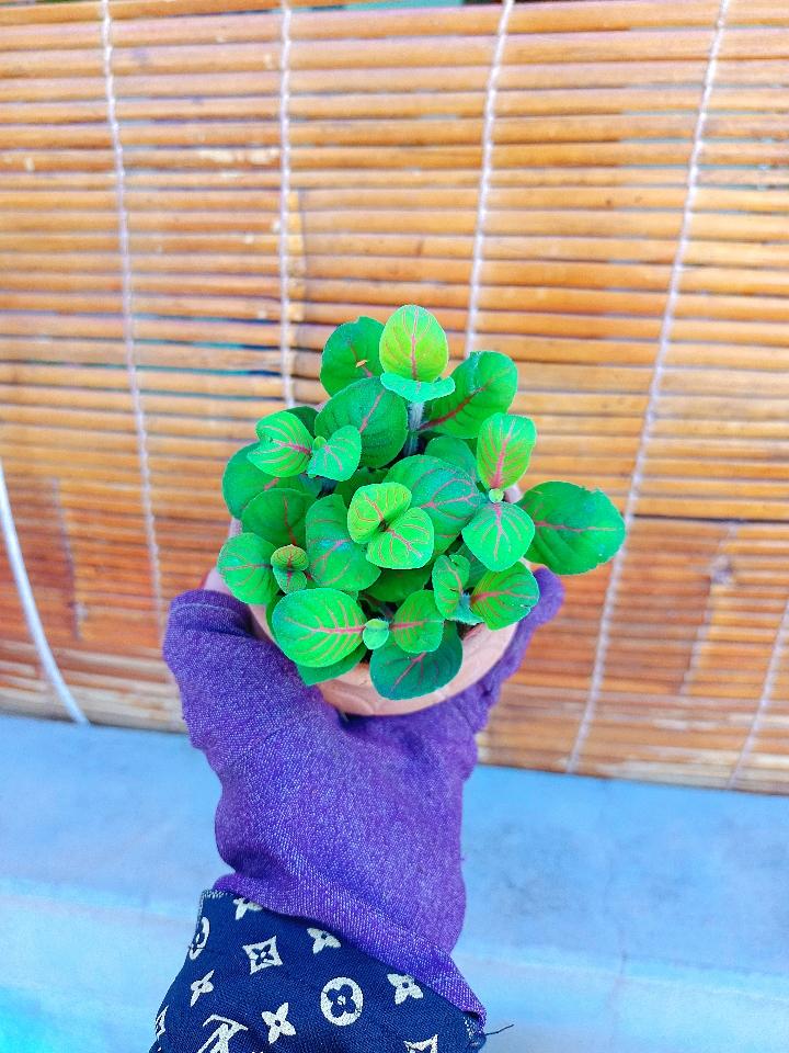 Cẩm Nhung-duoc-ban-tai-Asaly Garden