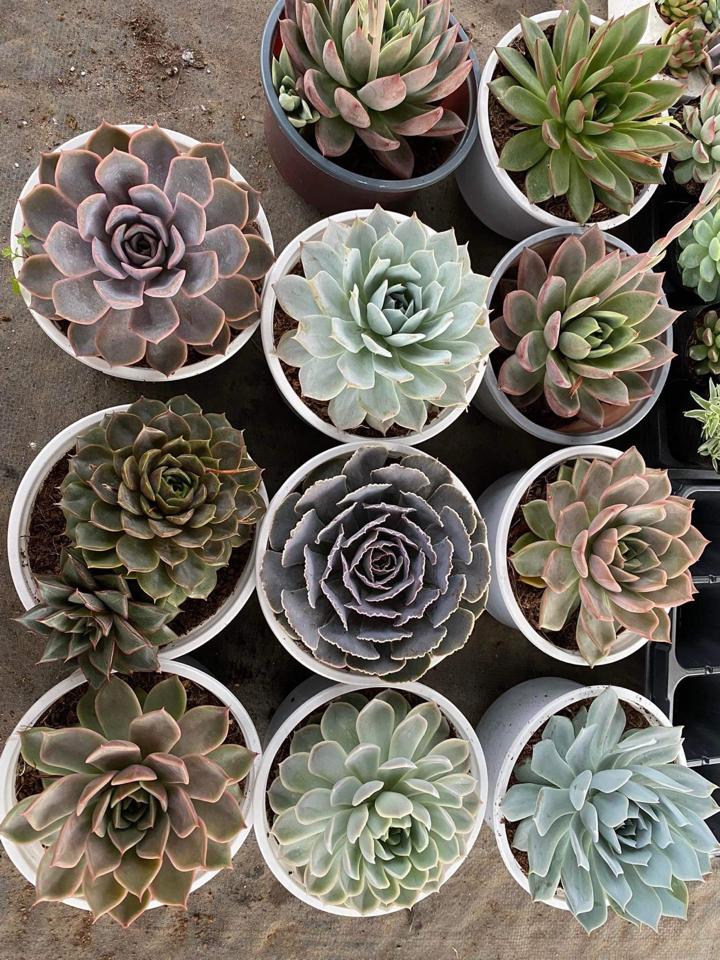 Sen Trung-duoc-ban-tai-Asaly Garden