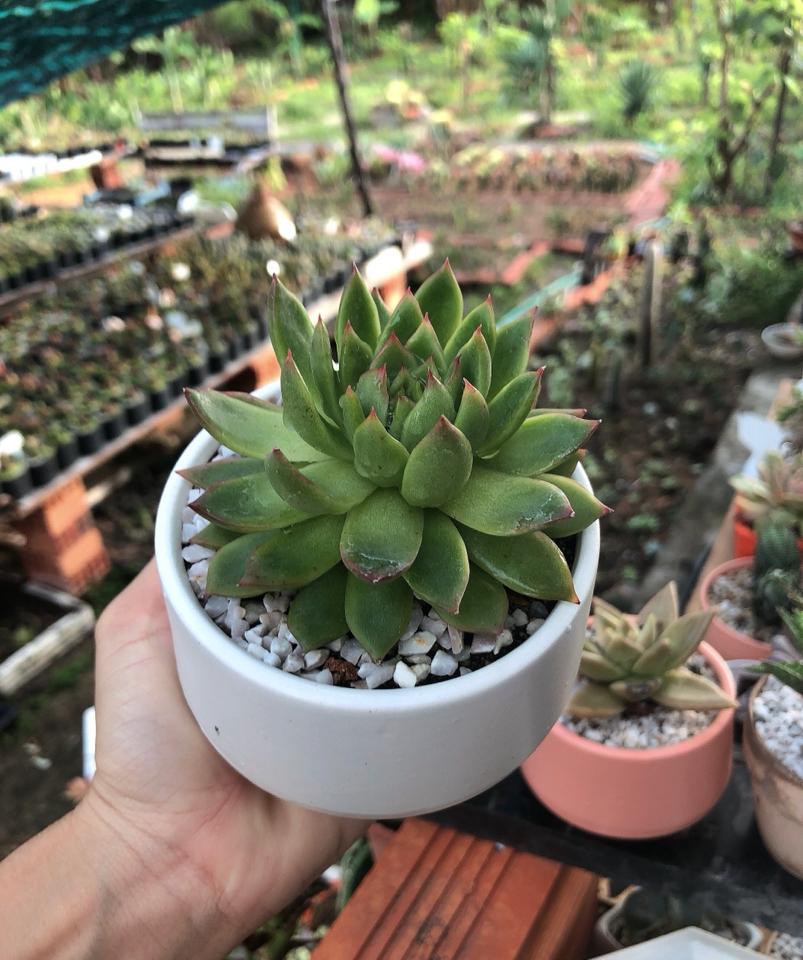 Sen Bầu -duoc-ban-tai-Asaly Garden