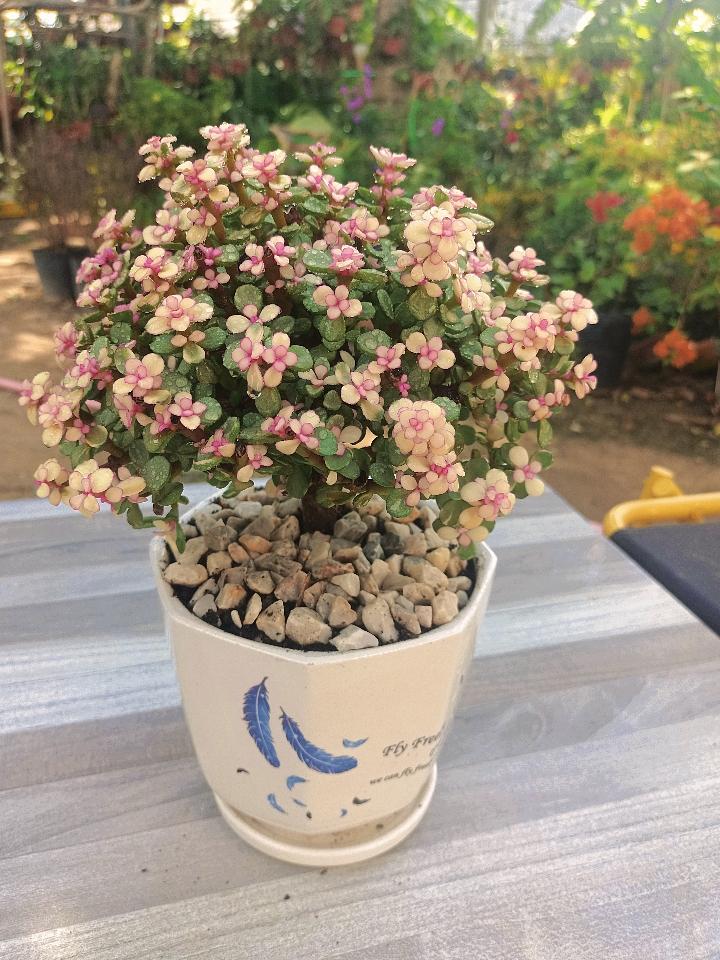 Đô La Hồng-duoc-ban-tai-Asaly Garden