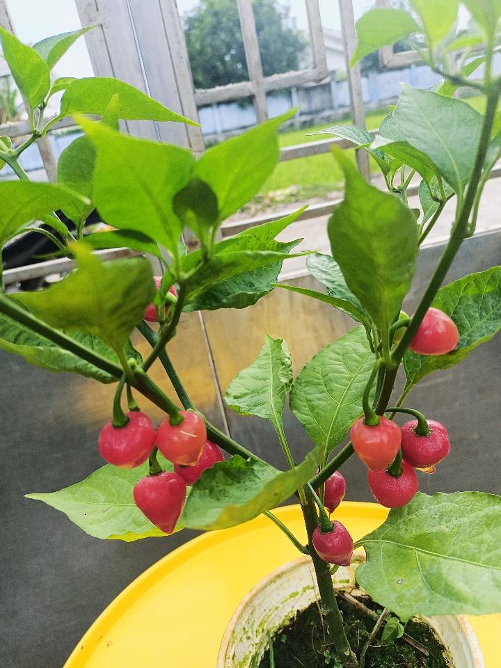 Ớt-duoc-ban-tai-Asaly Garden